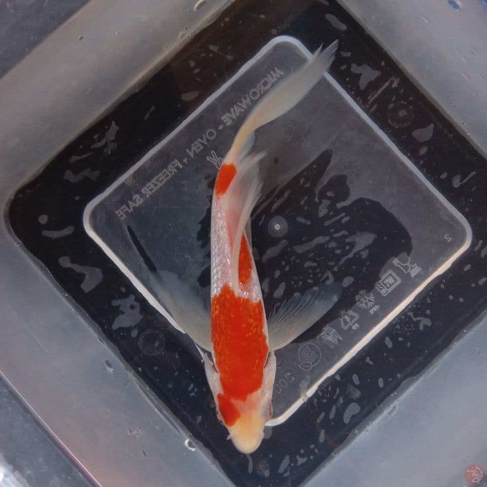 KOHAKU GINRIN KUMPAY 15CM