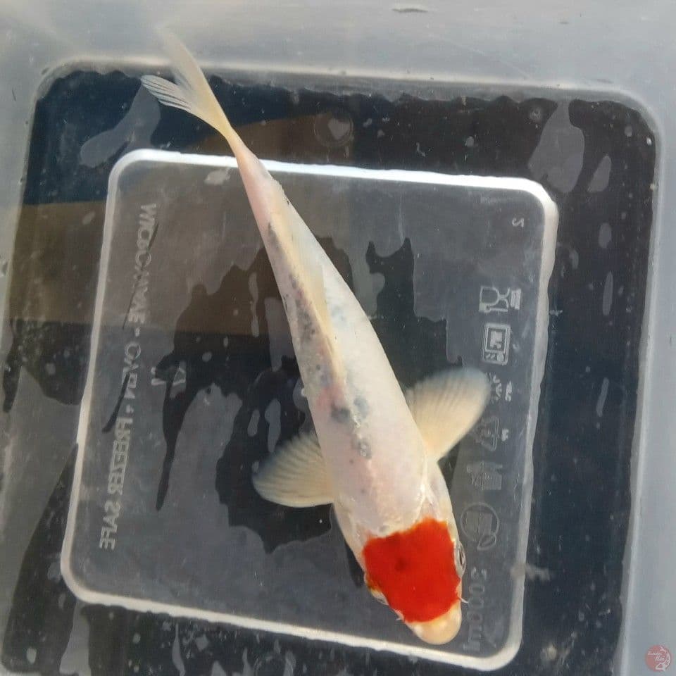 TANCHO YAMATO NISHIKI 17CM