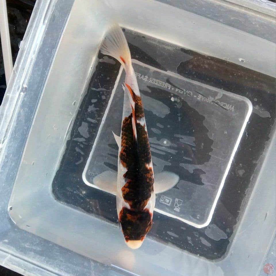 BUDO GOROMO 18CM