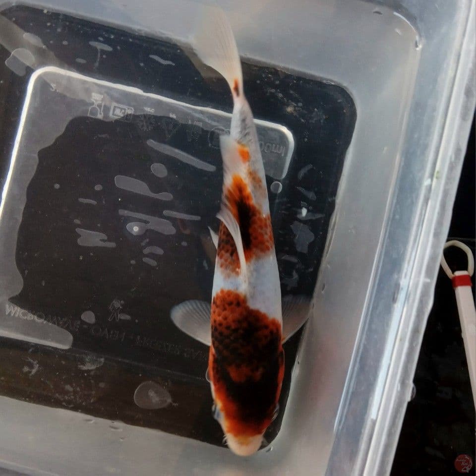 BUDO GOROMO 18CM