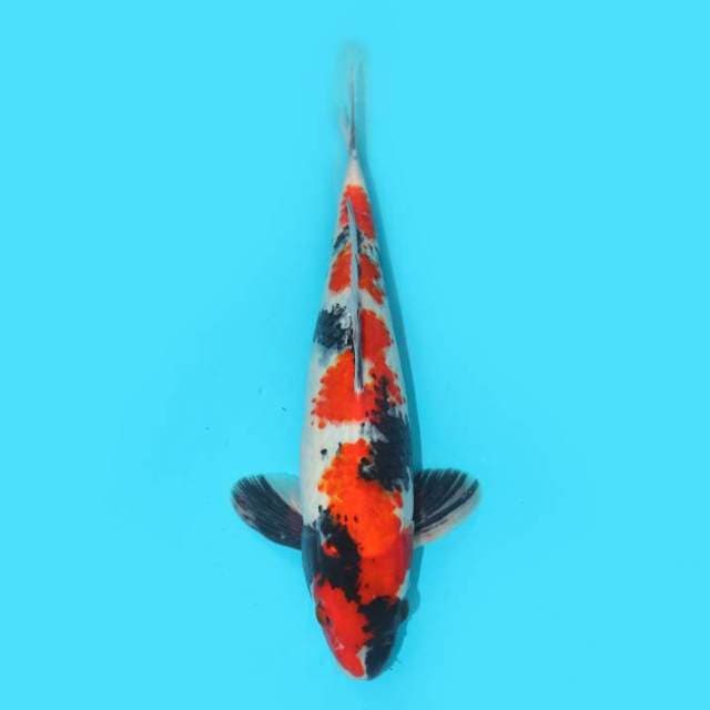 Showa 36 cm