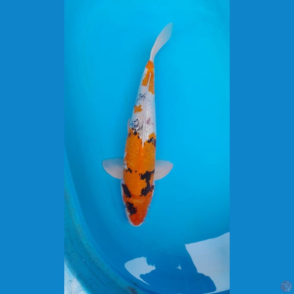 SHOWA GR MALE 50 CM