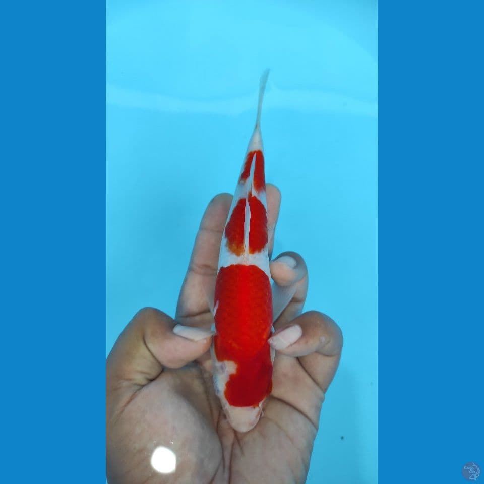 kohaku 21cm