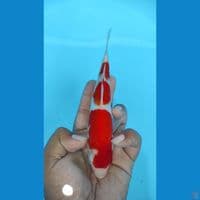 kohaku 21cm