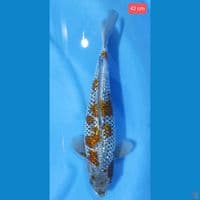 Ochiba Ginrin Sq 42 cm male