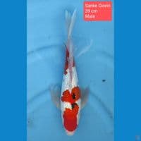 Sanke Ginrin Slayer 39 cm 