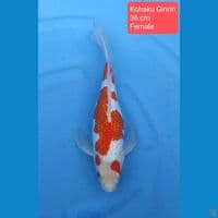 kohaku ginrin slayer 36 cm sq F