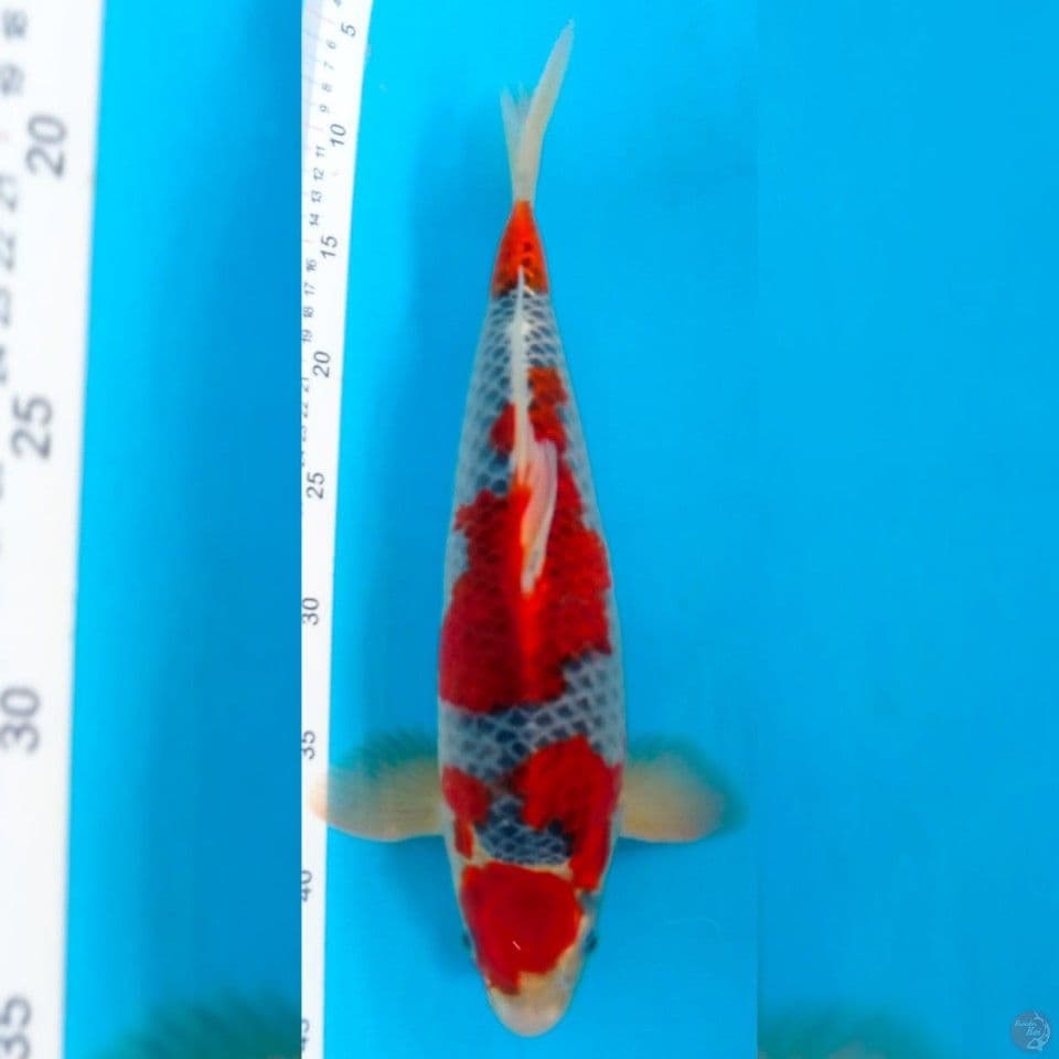 GOSHIKI MARUTEN MALE 35CM