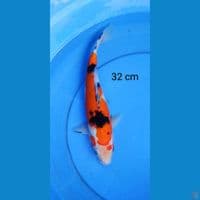 sanke 32 cm