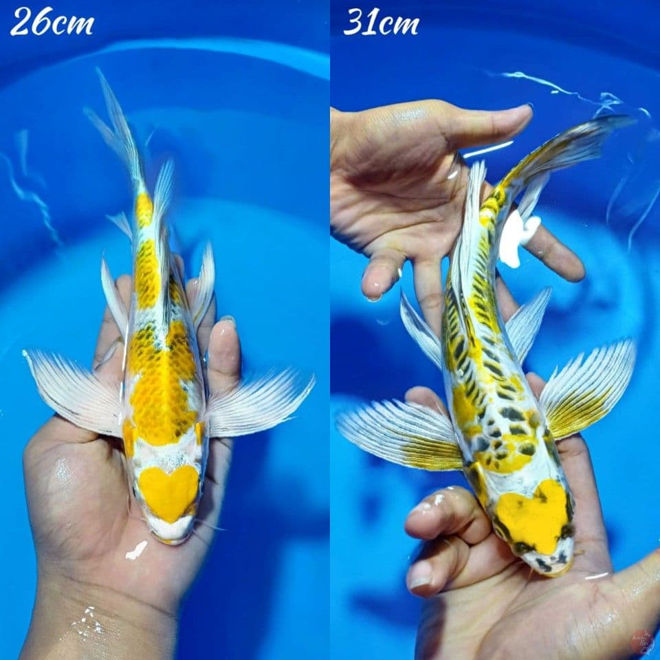 KUMPAY YELLOW 27_31CM ????