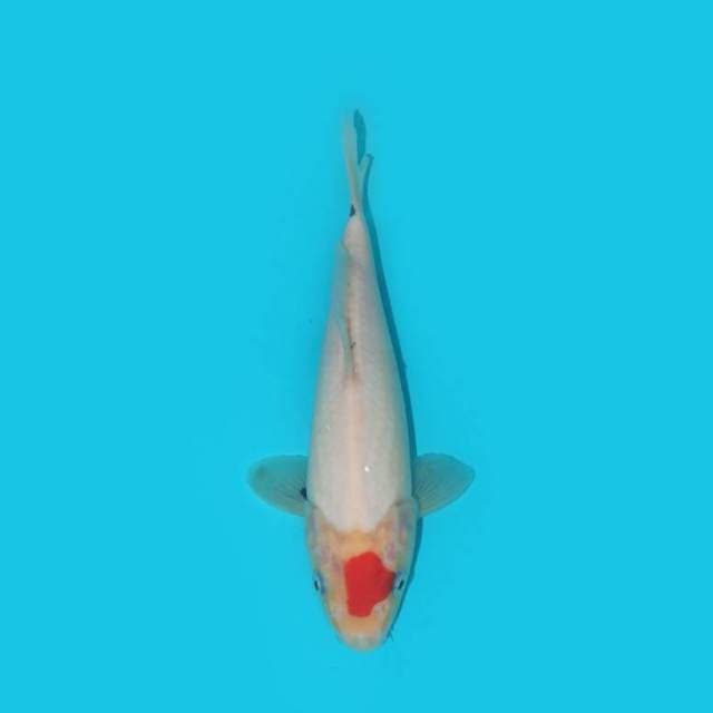 Tancho Showa Tategoi 20 cm