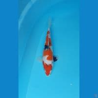showa 23cm