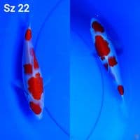 kohaku hq original sz 22