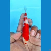 minion kohaku original 14cm