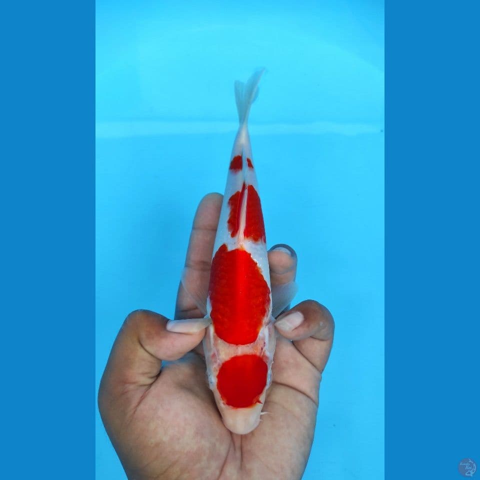 maruten kohaku 25cm