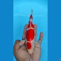 maruten kohaku 25cm