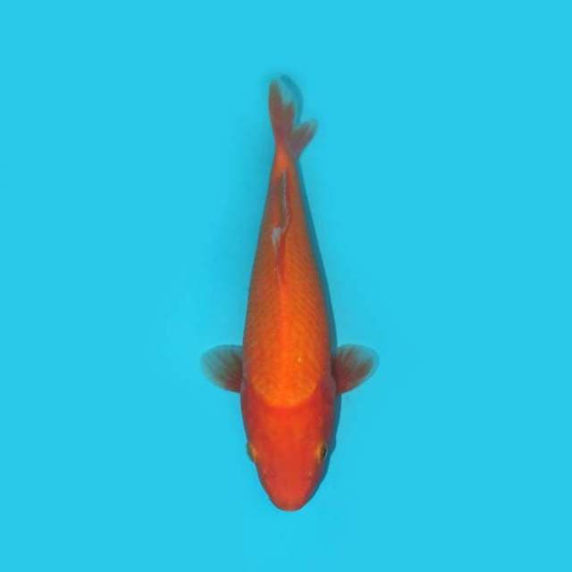 Benigoi 24 cm