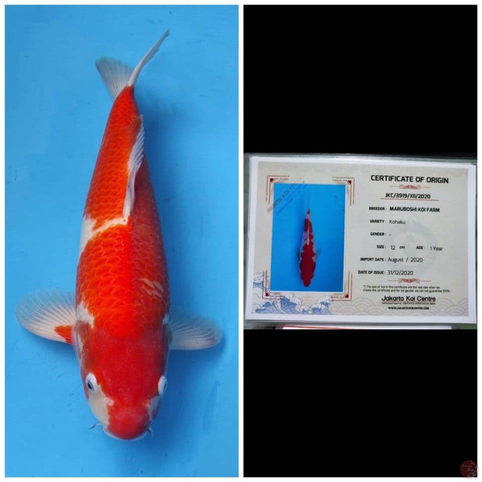 Maruboshi Kohaku