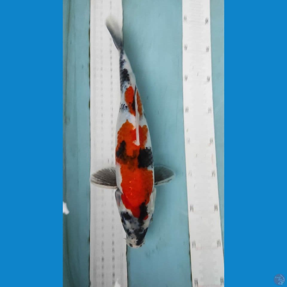 shoea 30cm