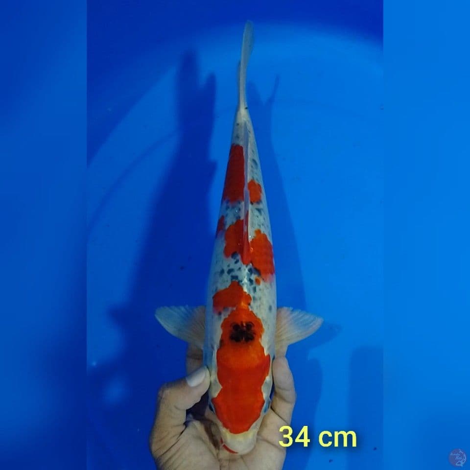 goshiki size : 34 cm.m
