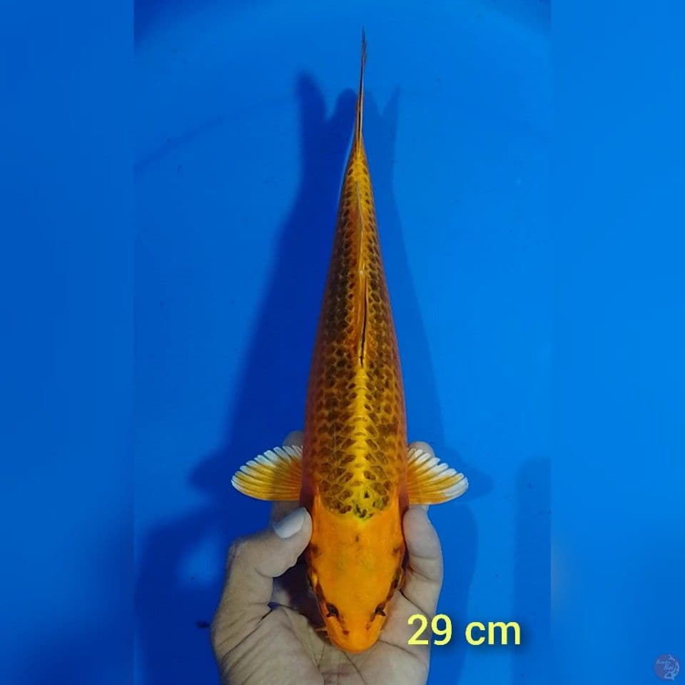 ki matshuba size : 29 cm.m