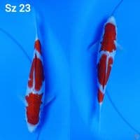 kohaku hq original sz 23