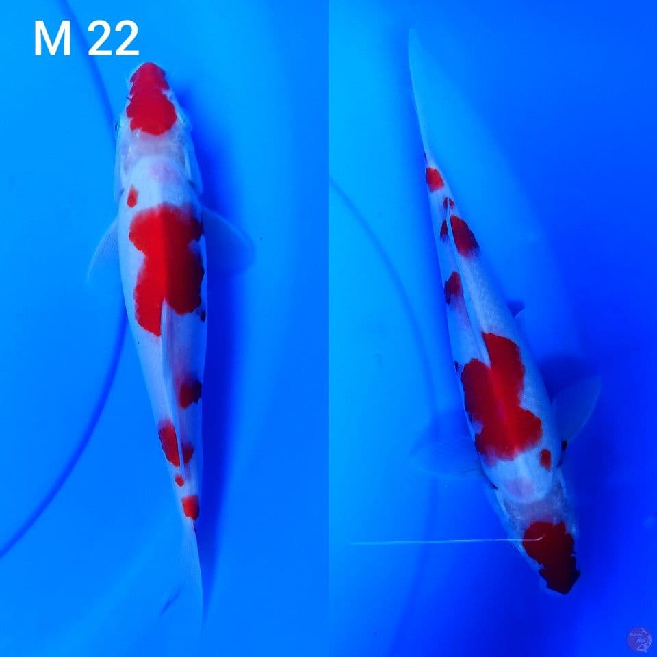 kohaki sz 22