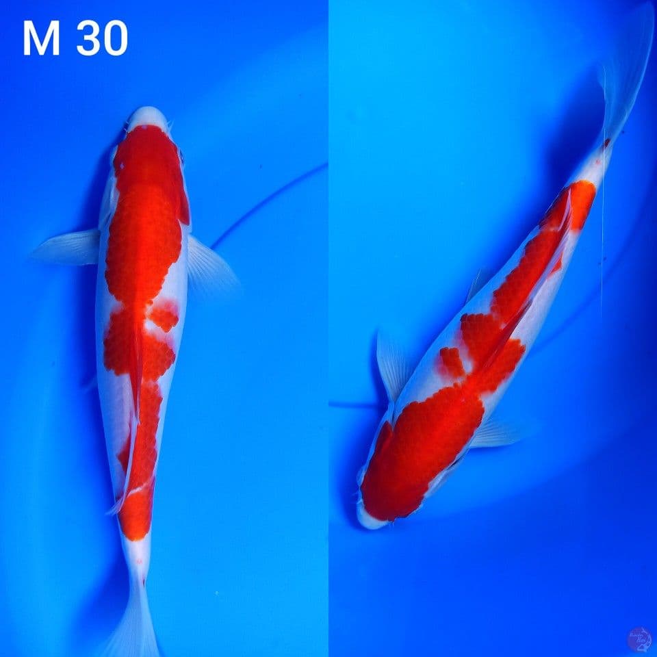 kohaku sz 30