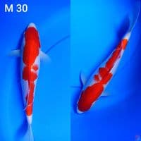 kohaku sz 30