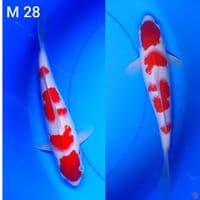 kohaku hq sz 28
