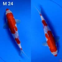 kohaku hq ori sz 24