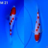 kohaku polkadot sz 21