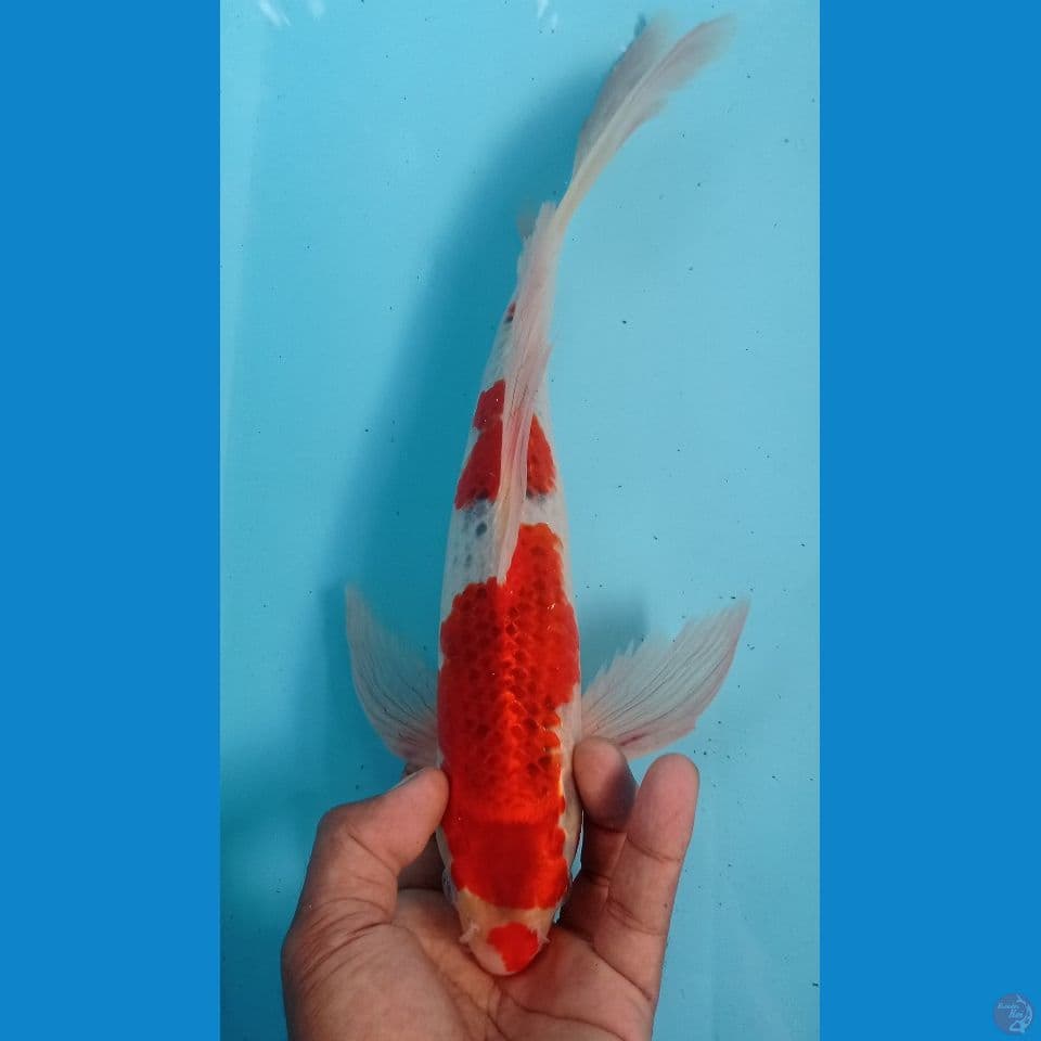 GOSIKI 35