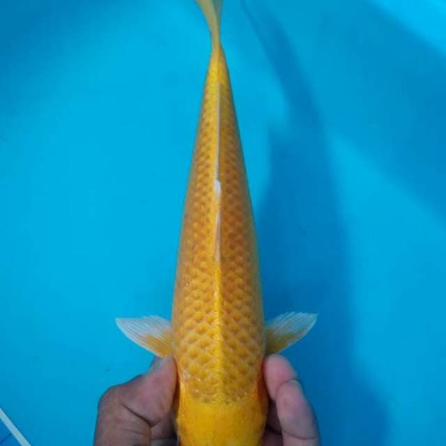 Yamabuki 