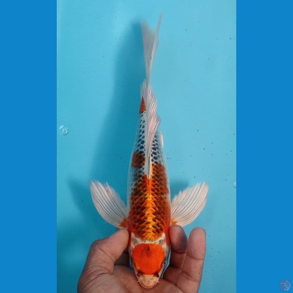 maruten 30