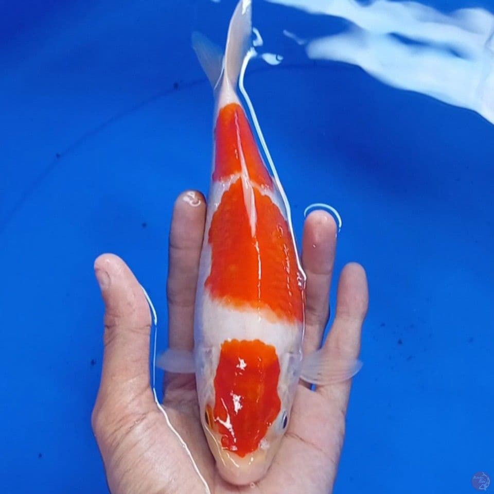 kohaku sandan ori 23cm female