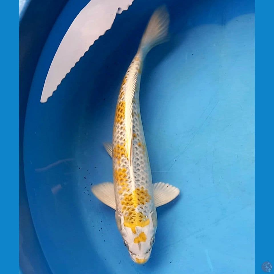 YELLOW KUJAKU 32CM MALE