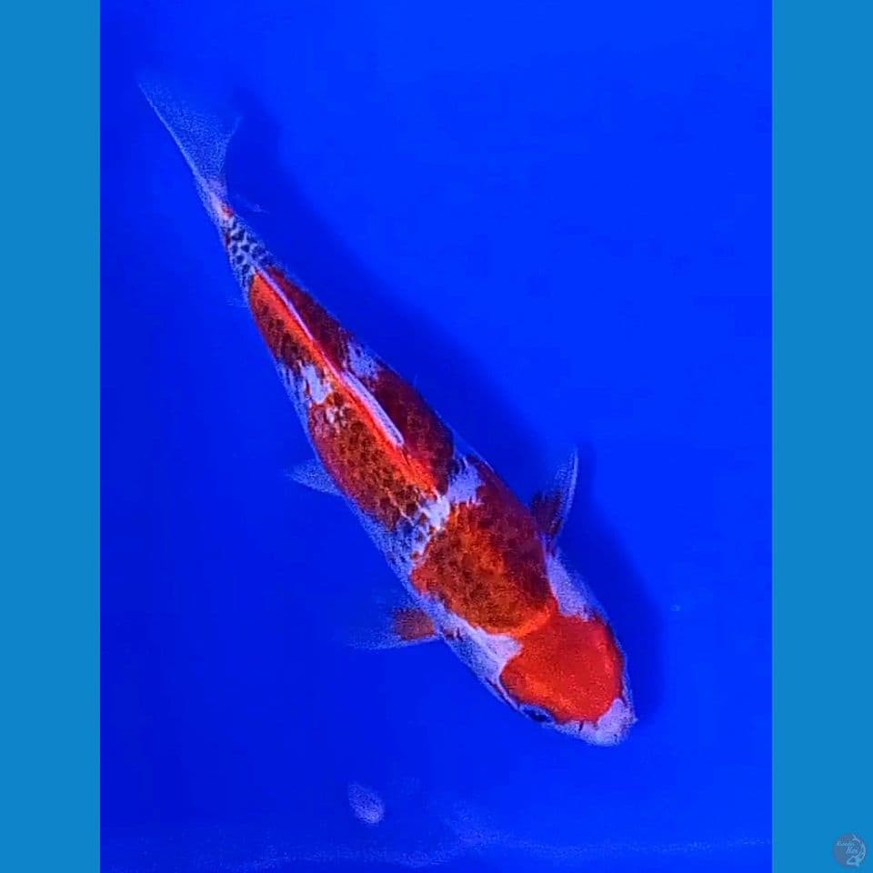 30 cm goshiki