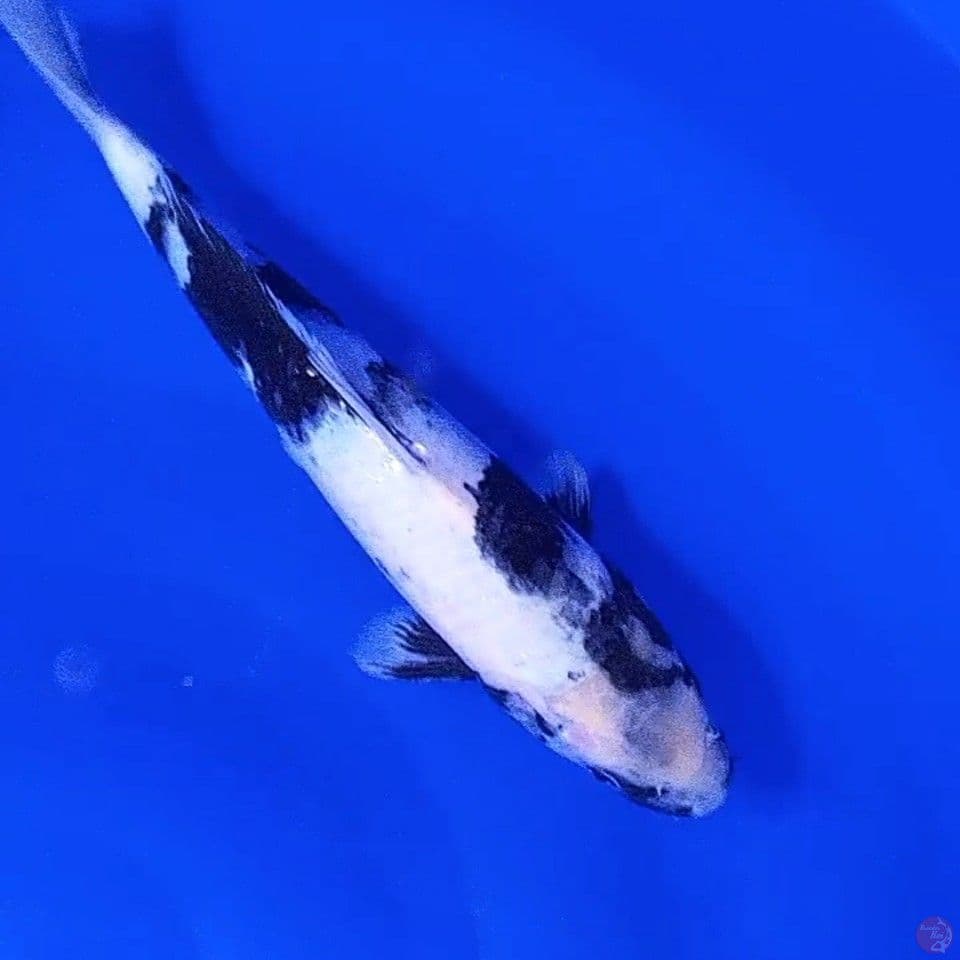 31cm shiro motogoro