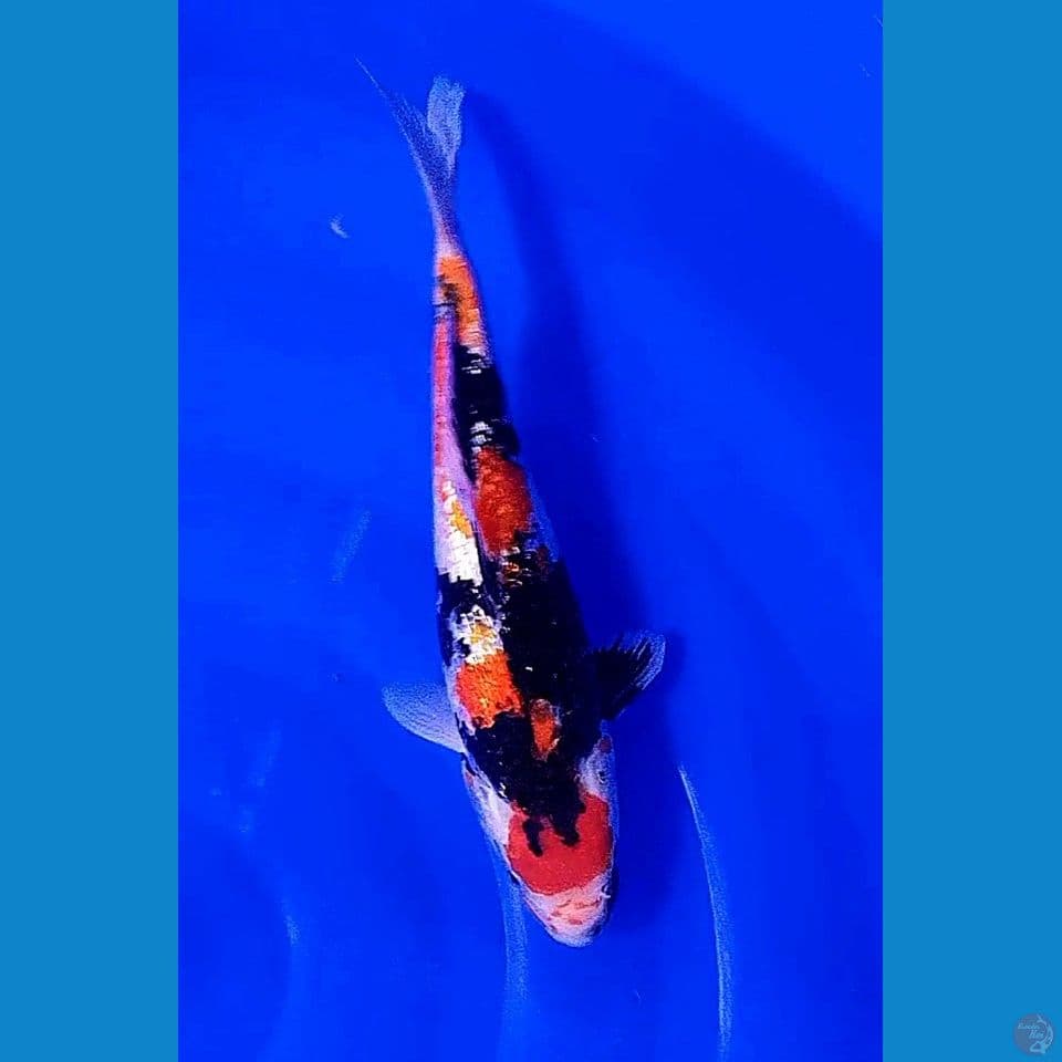 31 cm maruten showa ginrin