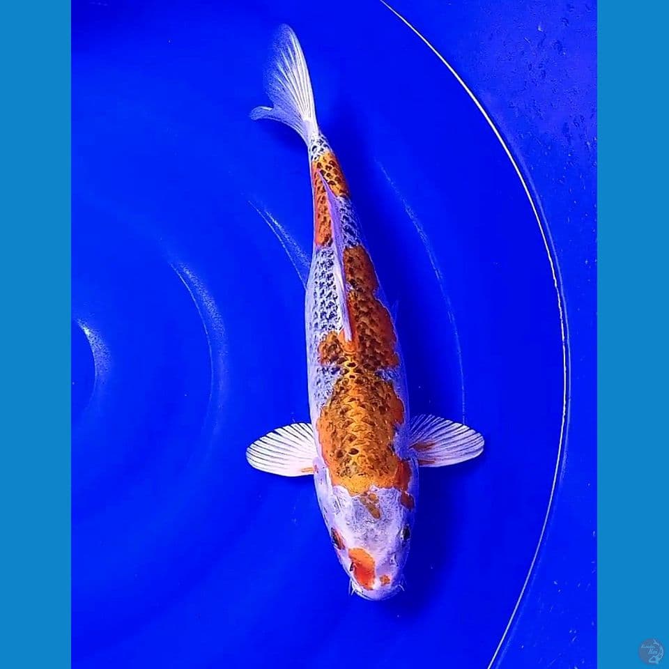 40 cm jumbo kirin hamil muda