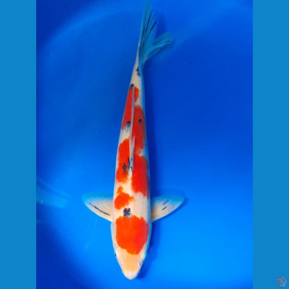 SANKE 40CM MALE