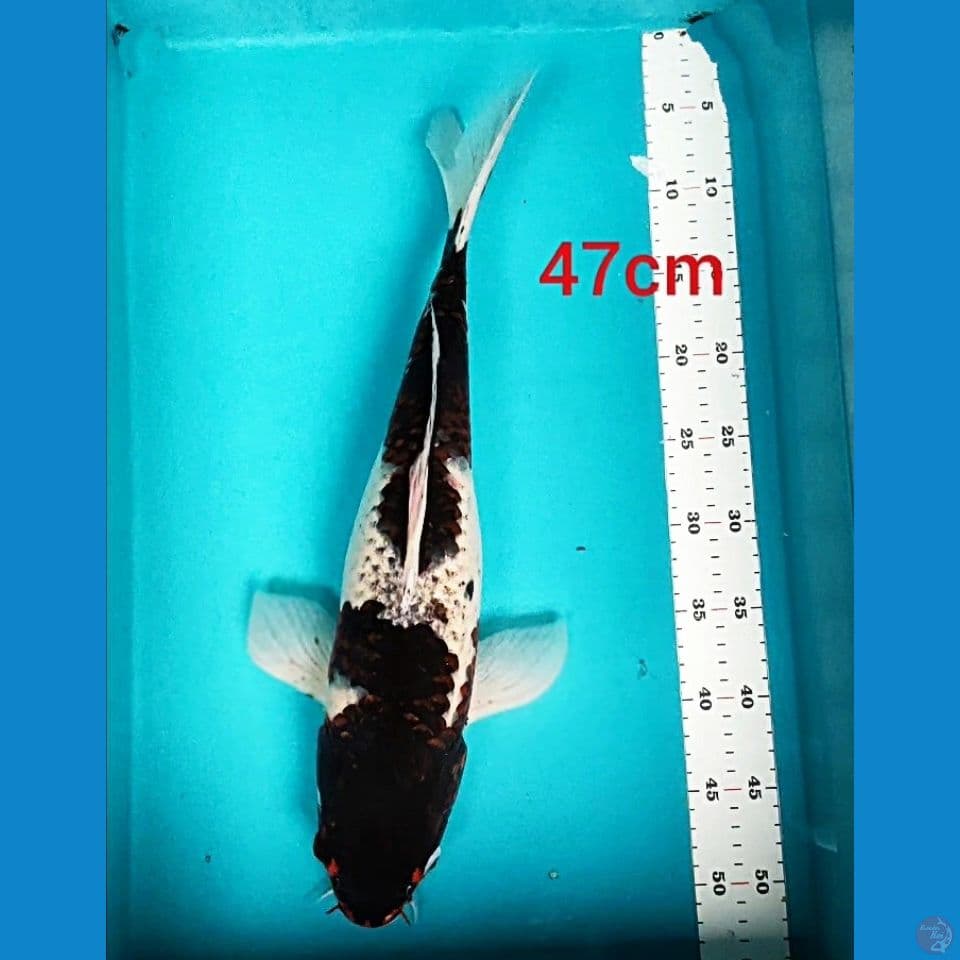GOROMO 47CM FM