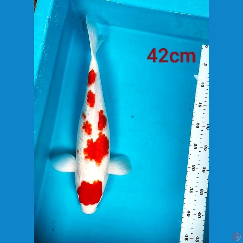 MARUTEN KOHAKU 42CM
