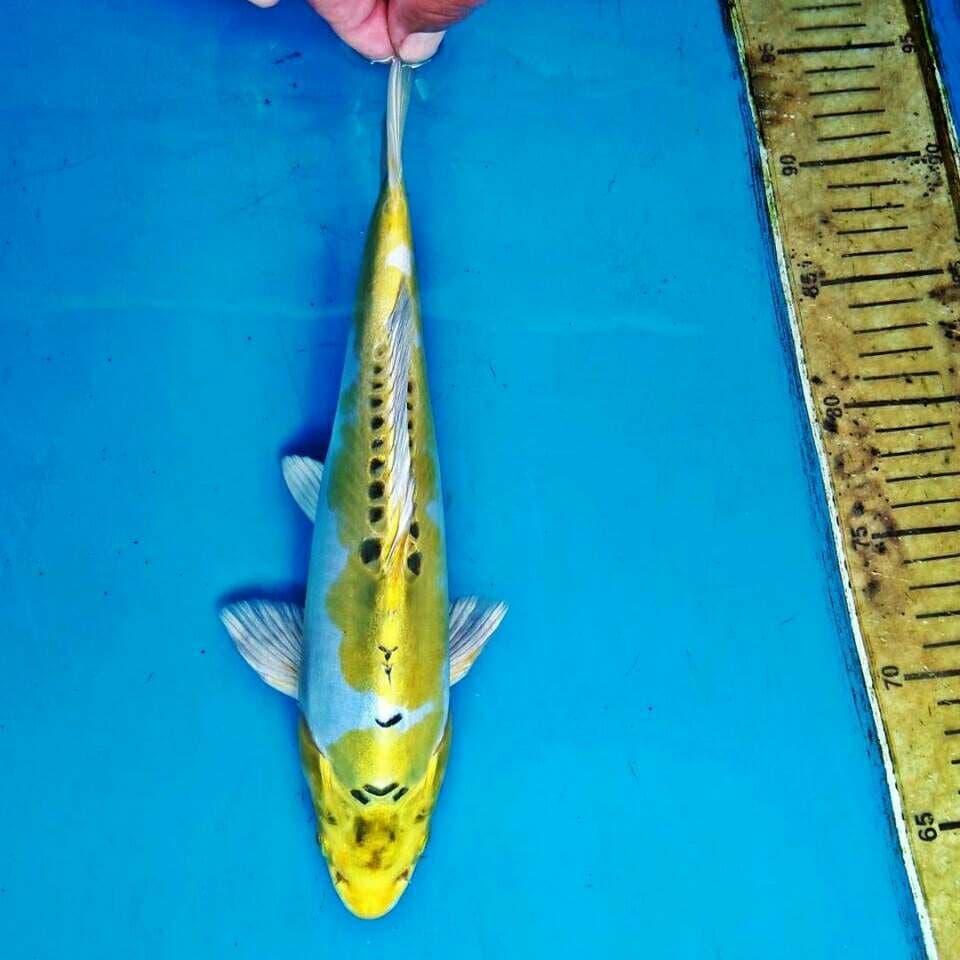 Hariwake