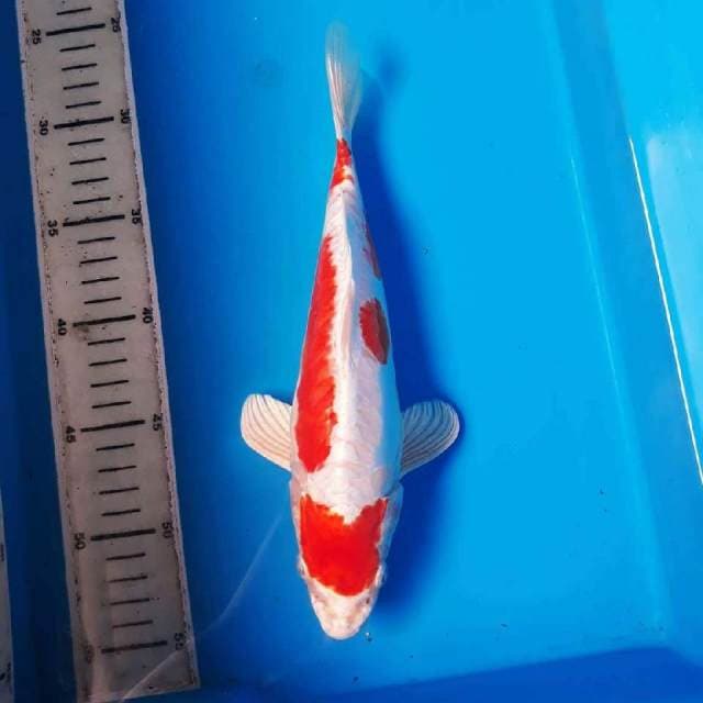 KIKUSHUI SPESIAL EDITION RED MAMBA