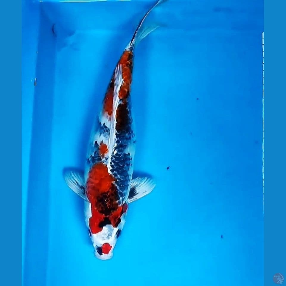 KIN SHOWA 37CM