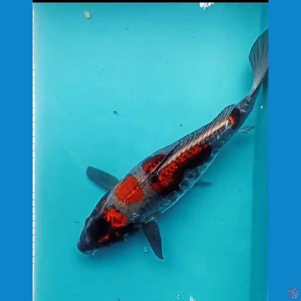 KIKO 37CM