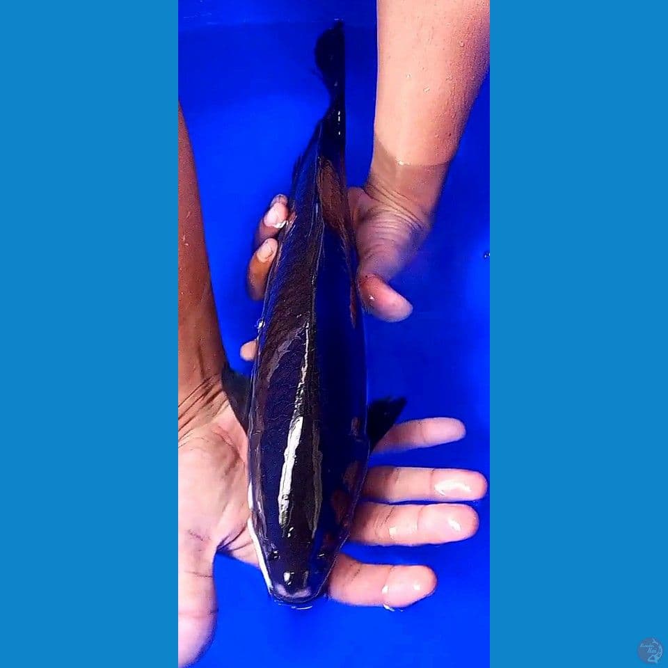 40 cm karasu ml