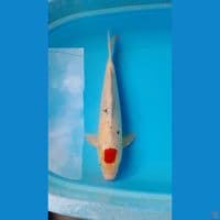 TANCHO ORI 42 CM MALE